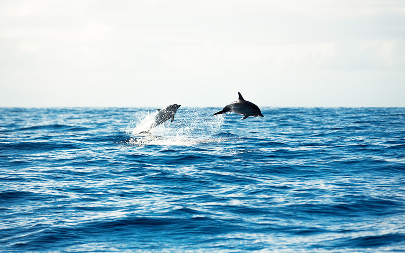 playa delfines en cancun